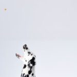 Communication Skills - Dalmatian Sitting White Surface